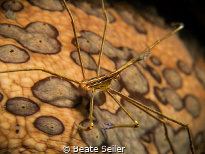 Arrow crab on a sea cucumber by Beate Seiler 